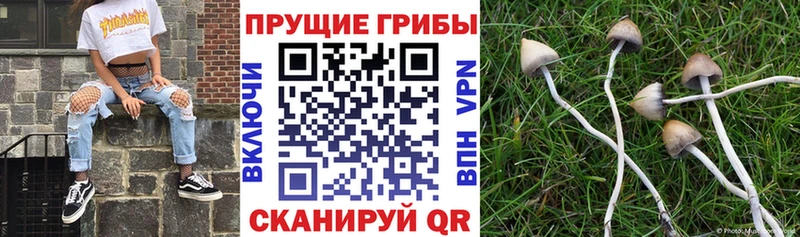 ОМГ ОМГ как войти  Оса  Псилоцибиновые грибы Psilocybine cubensis 